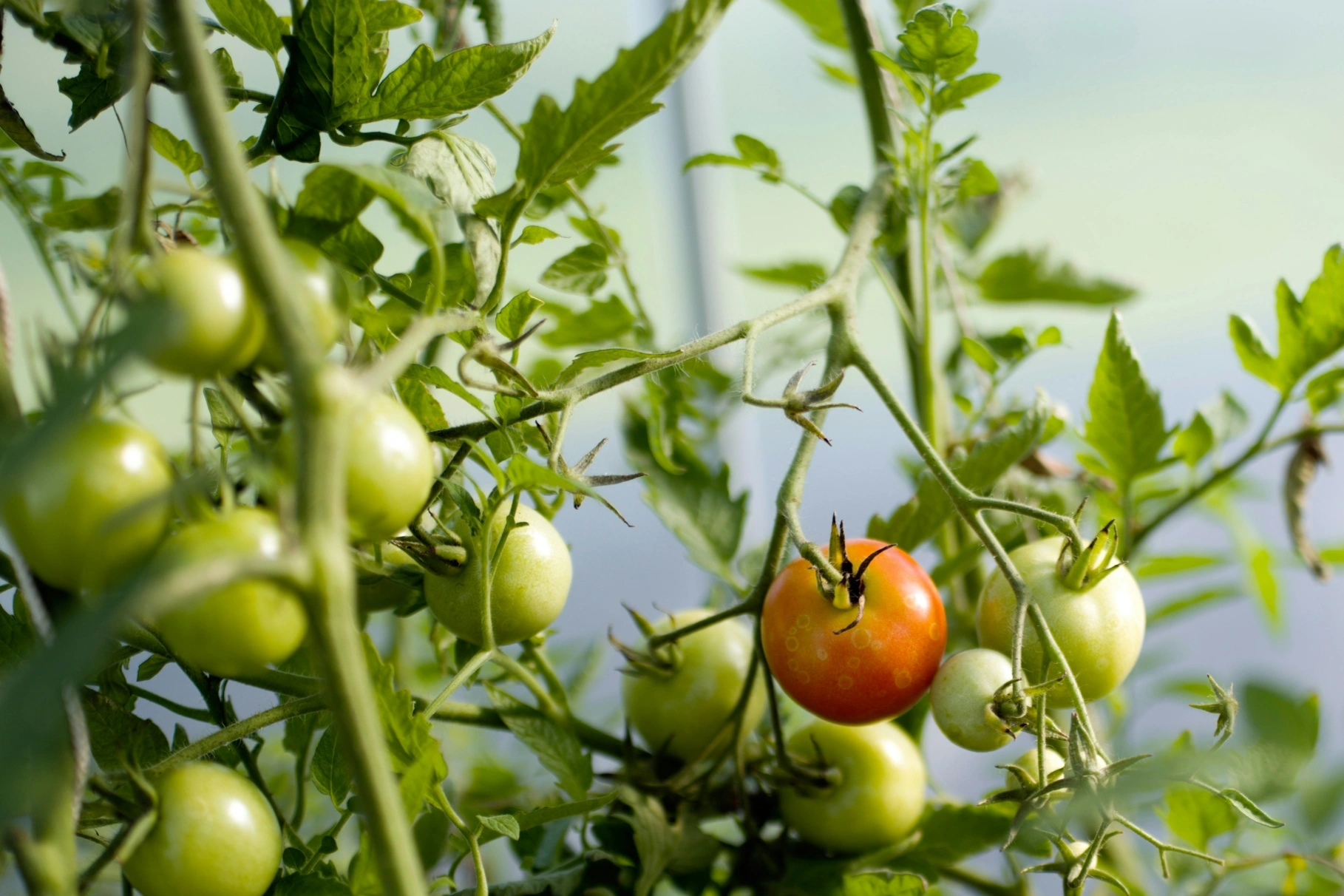 Green and ripening tomatoes growing on leafy plants