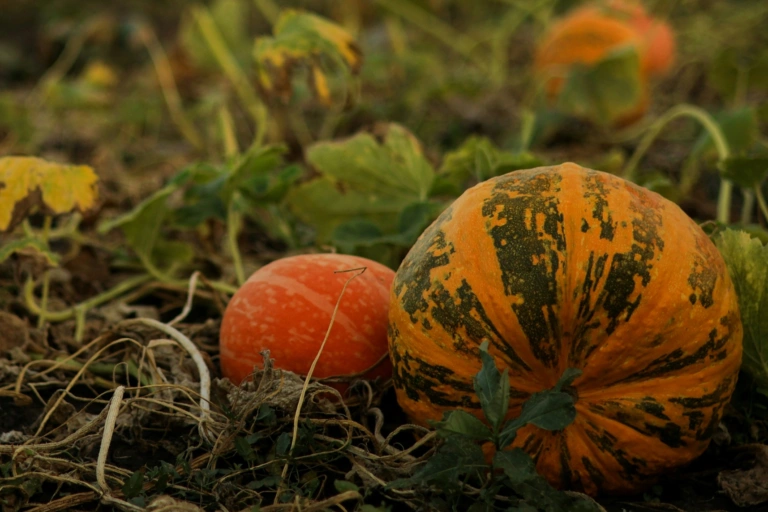 Orange and striped squash resting among leaves and trailing stems