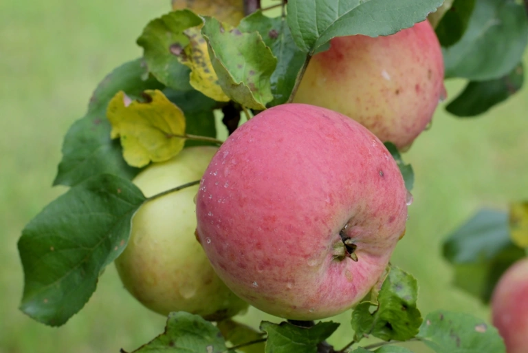 Pink-red apples hanging from a leafy branch